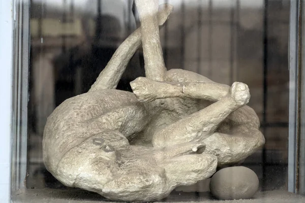 Pompei ruïnes standbeeld begraven hond lijk — Stockfoto