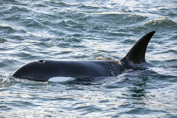 Orka orka orka in Genua Habor in de Middellandse Zee — Stockfoto