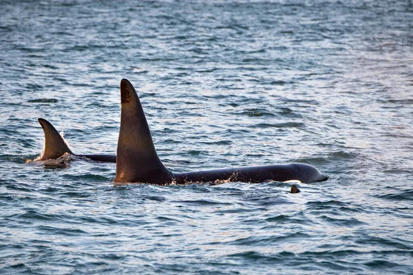 Orca baleia assassina dentro de Génova Habor no mar Mediterrâneo — Fotografia de Stock