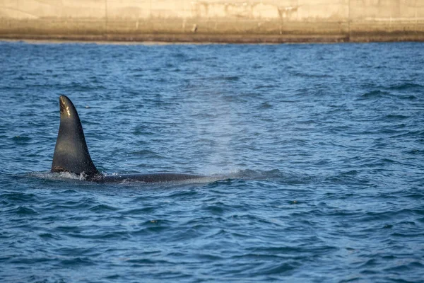 Orka orka orka in Genua Habor in de Middellandse Zee — Stockfoto