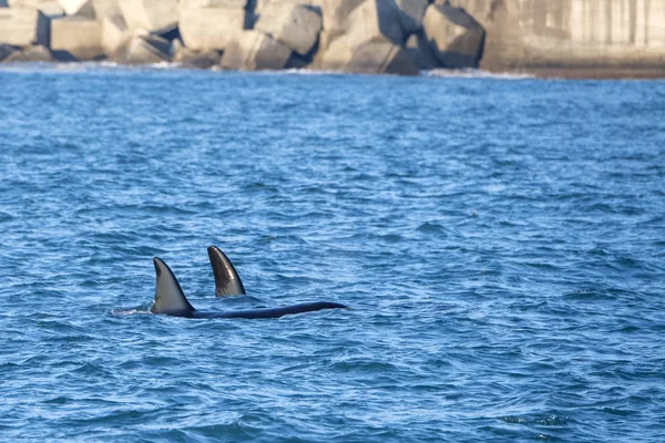 Orca baleia assassina dentro de Génova Habor no mar Mediterrâneo — Fotografia de Stock