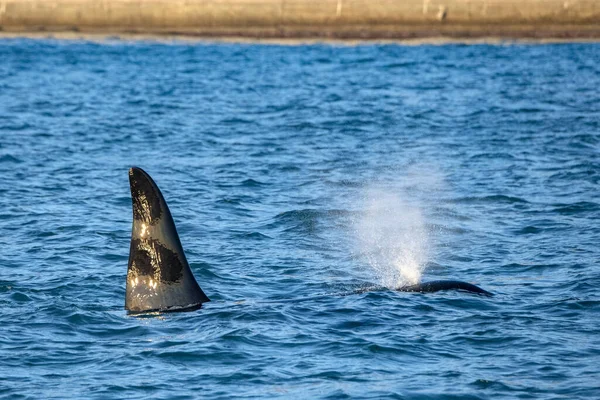 Orca baleia assassina dentro de Génova Habor no mar Mediterrâneo — Fotografia de Stock