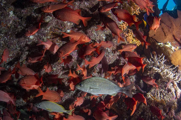 Diving in colorful reef underwater in mexico cortez sea cabo pulmo — ストック写真