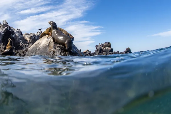 Zeeleeuw zeehond op een rots tijdens het duiken galapagos — Stockfoto