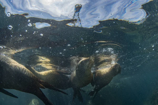 Foca leone marino sott'acqua durante le immersioni galapagos — Foto Stock