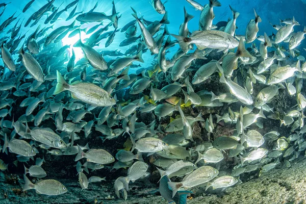 Plongée dans le récif coloré sous-marin au Mexique cortez sea cabo pulmo — Photo