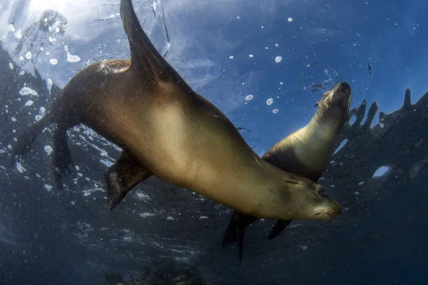 Seelöwenrobbe unter Wasser beim Galapagos-Tauchen — Stockfoto