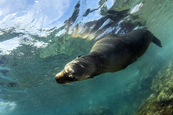 Leão-marinho sela debaixo d 'água enquanto mergulha em galápagos — Fotografia de Stock