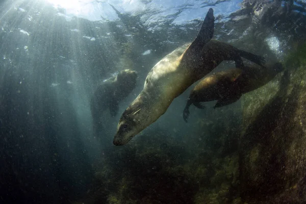 Морской котик под водой во время погружения Галапагосских островов — стоковое фото