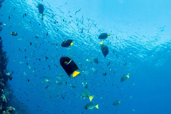 Diving in colorful reef underwater in mexico cortez sea cabo pulmo — ストック写真