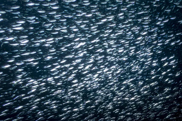 Szardínia iskola a halak a víz alatti közelről — Stock Fotó