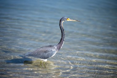 A blue heron hunting in the sea 