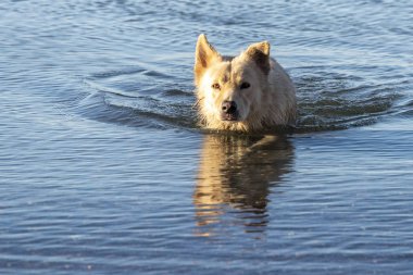 Denizden bakıyorsun ise beyaz Kurt köpek