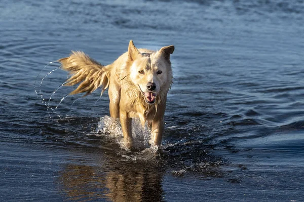 Vit varg hund medan du tittar på dig från havet — Stockfoto