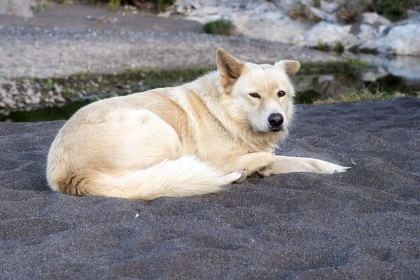 Witte wolf hond terwijl op zoek naar jou — Stockfoto