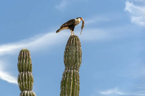 Caracara Cheriway Crested Falcon Eating Snake Cactus Baja California México — Foto de Stock