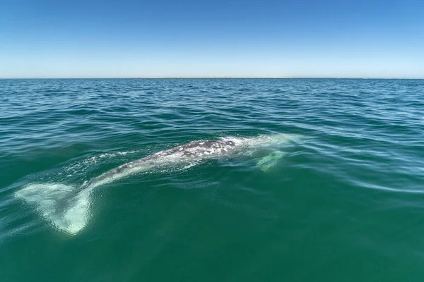Šedá Velryba Smrkání Cestování Tichého Oceánu Baja California — Stock fotografie