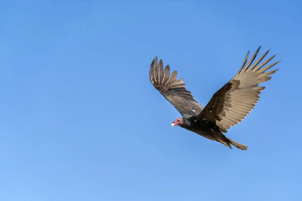 Zopilote Abutre Buzzard Pássaro Enquanto Voa Baja California Retrato — Fotografia de Stock