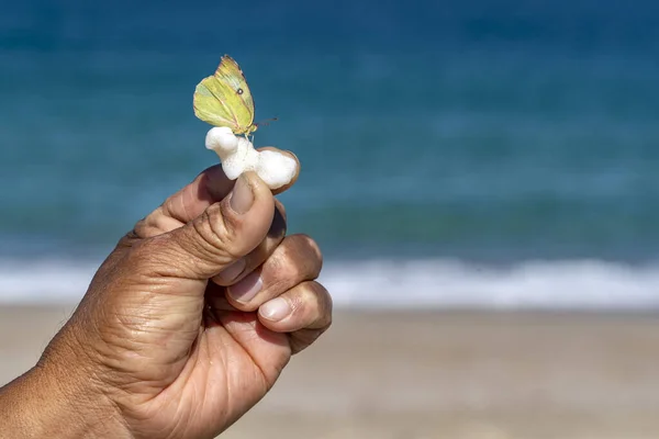 Yellow Butterfly Human Hands Sea Background — Stock Photo, Image