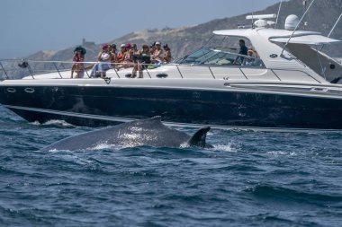 Cabo San Lucas, Meksika - 22 Şubat 2020 - Balina balina sezonu Ocak 'tan Nisan' a