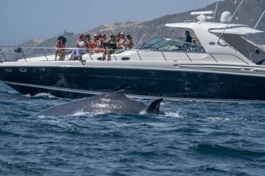 CABO SAN LUCAS, MEXICO - FEBRUARY 22 2020 - whale watching humpback whale season from january to april clipart