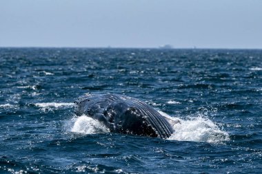 Cabo San Lucas Baja California 'da balina yavrusu doğuyor.