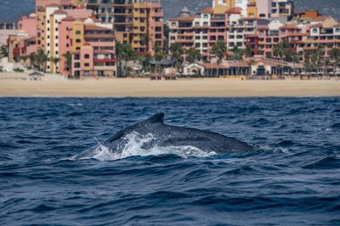 humpback whale in cabo san lucas baja california sur mexico clipart
