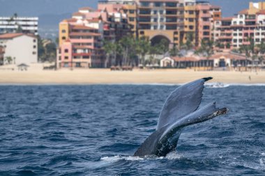 Cabo 'daki kambur balina San Lucas Baja California sur Mexico