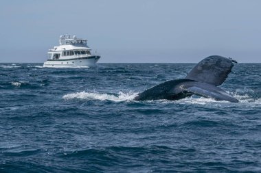 humpback whale in cabo san lucas baja california sur mexico whale watching  clipart