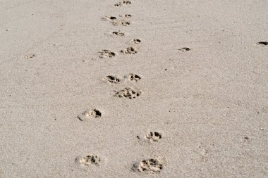 Kumsaldaki köpek izleri.