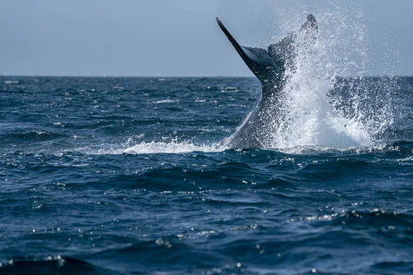 Pasgeboren Kalf Bultrug Walvis Cabo San Lucas Baja California Sur — Stockfoto