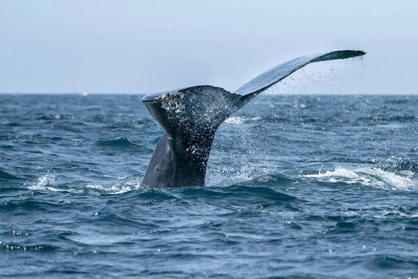 Humpback Whale Tail Going Cabo San Lucas Baja California Sur — Stock Photo, Image
