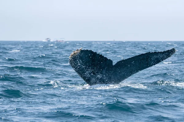 Bultrug Walvis Staart Gaat Naar Beneden Cabo San Lucas Baja — Stockfoto