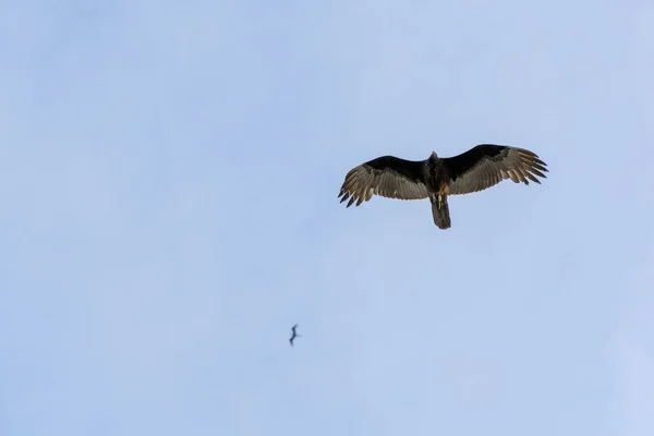 Zopilote Buitre Buitre Aviador Mientras Vuela Baja California Retrato — Foto de Stock