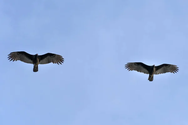 Zopilote Vulture Buzzard Bird While Flying Baja California Portrait — Stock Photo, Image