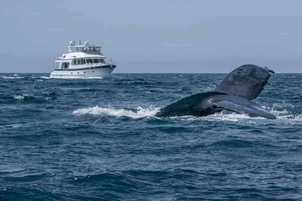 Горбатий Кит Cabo San Lucas Baja California Sur Mexico Whale — стокове фото