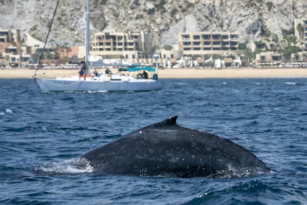 Humpback Whale Cabo San Lucas Baja California Sur Mexico Whale — Stock Photo, Image