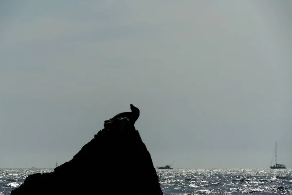 Cabo San Lucas Limanı Nda Bir Kayanın Üzerindeki Deniz Aslanı — Stok fotoğraf