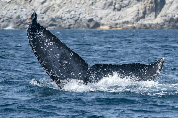 Hrbatý Velrybí Ocas Jde Dolů Cabo San Lucas Baja California — Stock fotografie