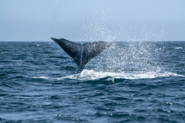 Noworodek Cielę Humbak Wieloryb Cabo San Lucas Baja Kalifornia Sur — Zdjęcie stockowe