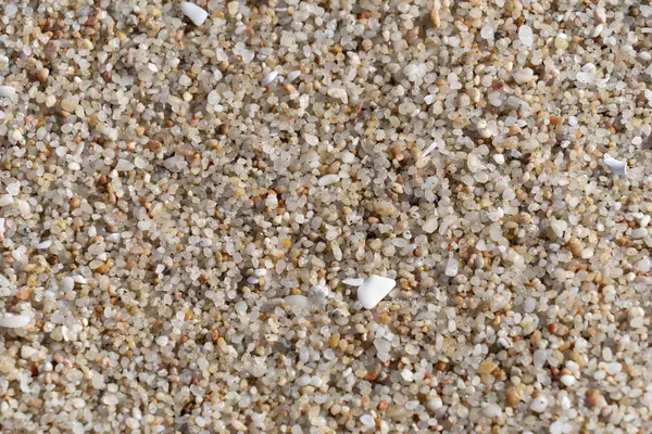 Shell Coral Sand Beach Detail Texture Background — Stock Photo, Image