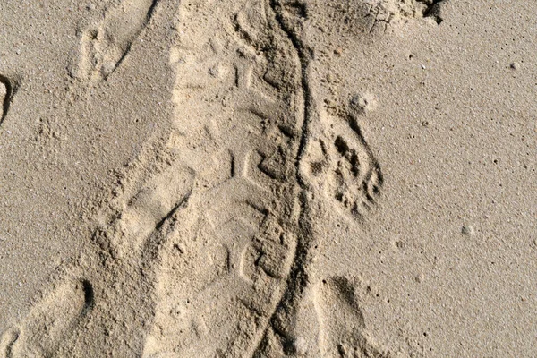 Offroad Tire Track Sandy Beach Detail — Stock Photo, Image