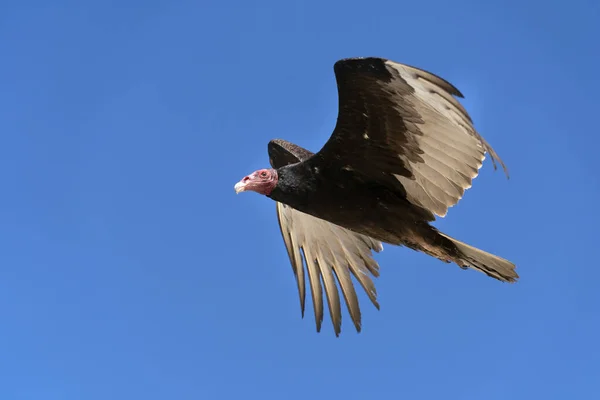 Uccello Avvoltoio Zopilote Mentre Vola Baja California Ritratto — Foto Stock