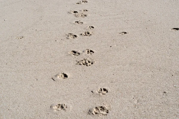 Dog Track Sandy Beach Detail — Stock Photo, Image