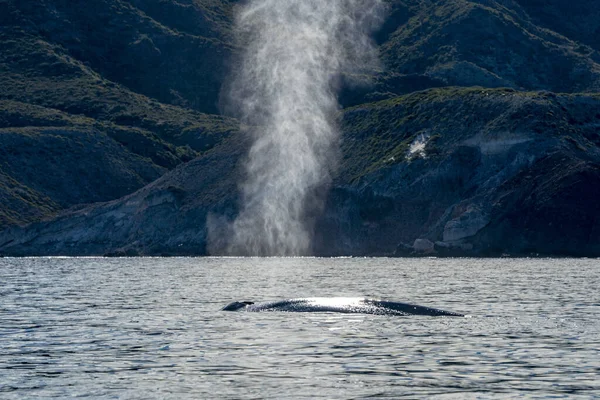 Tail Blue Whale Biggest Animal World Baja California — Stock Photo, Image