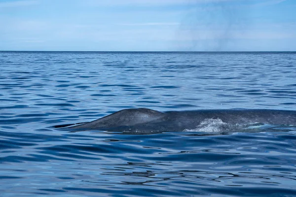 바하칼리포르니아에서 최대의 동물인 흰긴수염고래의 — 스톡 사진