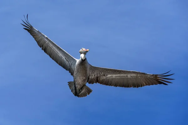 Pellicano Mentre Vola Sul Mare Tramonto Baja California — Foto Stock