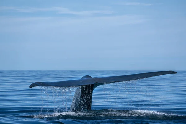蓝鲸的尾巴世界上最大的动物在下加利福尼亚 — 图库照片