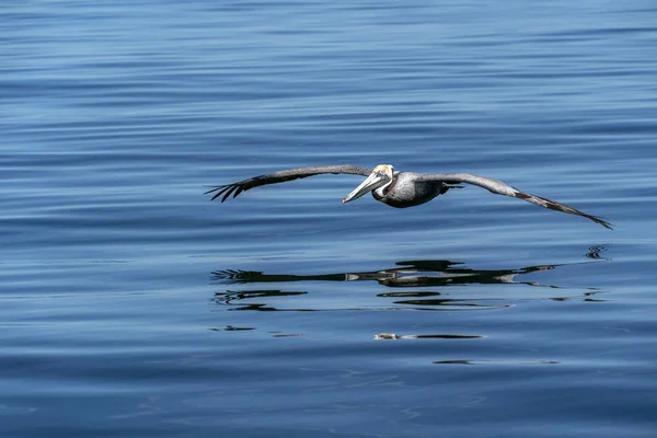 バハカリフォルニアの日没時に海を飛んでいる間にペリカン — ストック写真