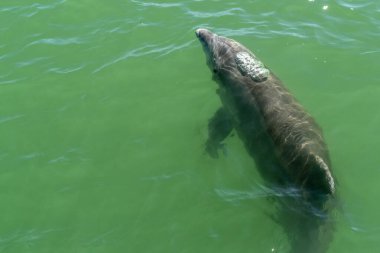 Baja California 'da şişe burunlu yunus Magdalena Körfezi' nin yeşil suları